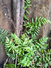 Asplenium lyallii