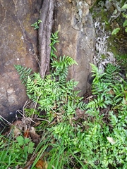 Asplenium lyallii