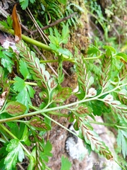 Asplenium lyallii