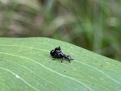 Rhynolaccus formicarius