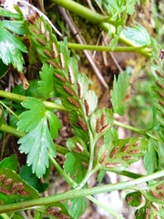 Asplenium lyallii