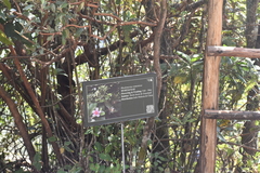 Rhodomyrtus tomentosa