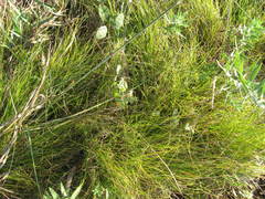 Carex eburnea