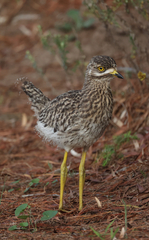 Burhinus capensis