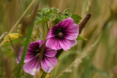 Malva arborea