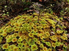 Hypnodendron