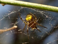 Araneus albotriangulus