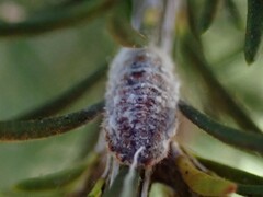 Monophlebidae