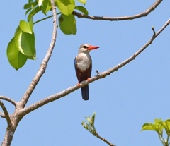 Halcyon leucocephala