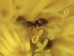 Brachymyrmex obscurior