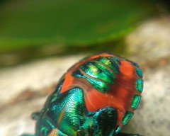 Tectocoris