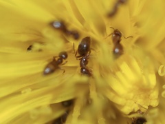 Brachymyrmex obscurior