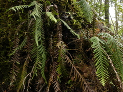 Notogrammitis heterophylla