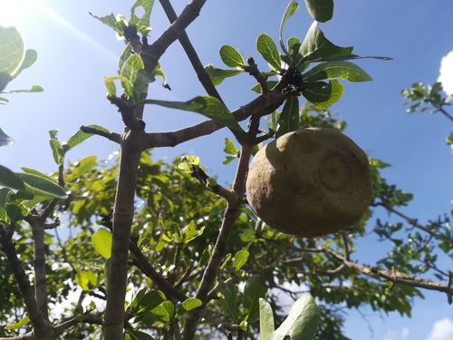 Bushveld Gardenia