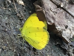 Eurema sari