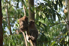 Macaca radiata