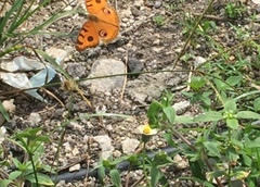 Junonia almana javana