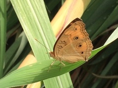 Junonia almana javana