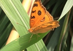 Junonia almana javana