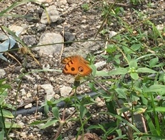 Junonia almana javana