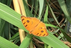 Junonia almana javana