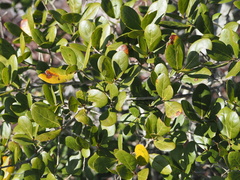 Quercus myrtifolia