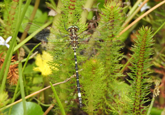 Synthemis eustalacta