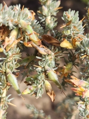 Aspalathus acanthophylla