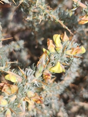 Aspalathus acanthophylla