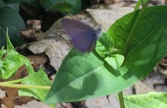 Prosotas nora superdates