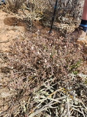 Drosanthemum calycinum
