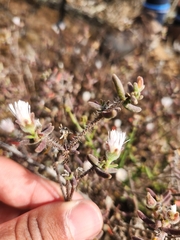 Drosanthemum calycinum