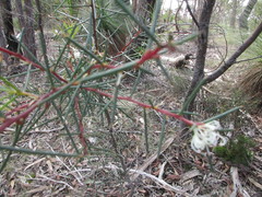 Hakea decurrens physocarpa