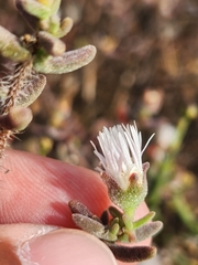 Drosanthemum calycinum