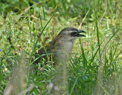 Centropus superciliosus