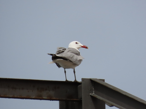 Gaviota de Audouin (Larus audouinii)