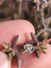 Drosanthemum calycinum
