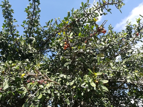 African mangosteen