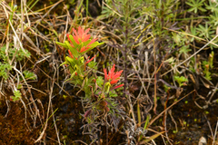 Castilleja fissifolia