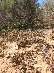 Roepera sessilifolia