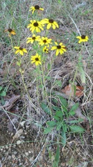 Rudbeckia missouriensis