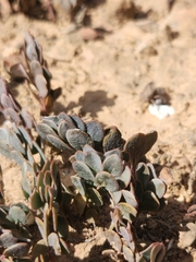 Roepera sessilifolia