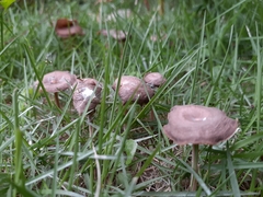 Fungi