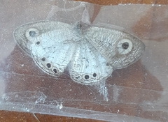 Ypthima ceylonica