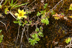 Bidens andicola
