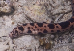 Scuticaria tigrina