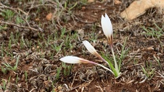 Crocus hyemalis