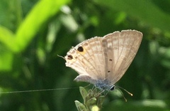 Catochrysops strabo strabo