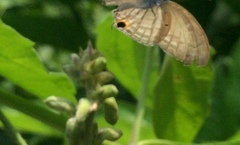 Catochrysops strabo strabo
