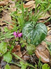 Cyclamen coum